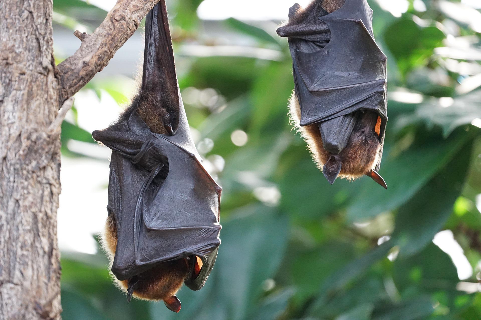 Découvrir Calakmul et la grotte aux chauves souris