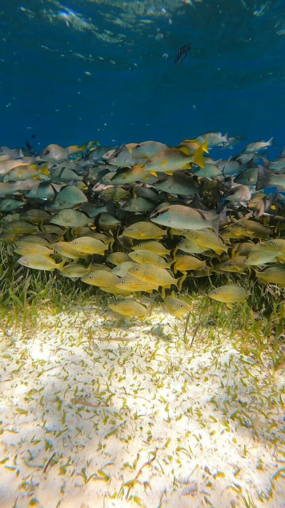 Visiter Isla Cozumel au Mexique : que voir et que faire ?