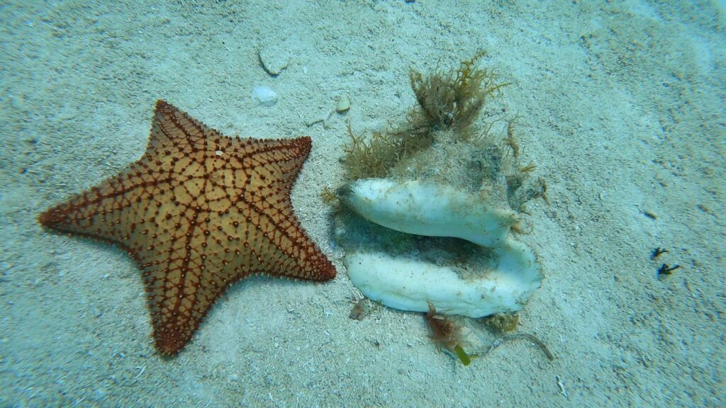 Visiter Isla Cozumel au Mexique : que voir et que faire ?