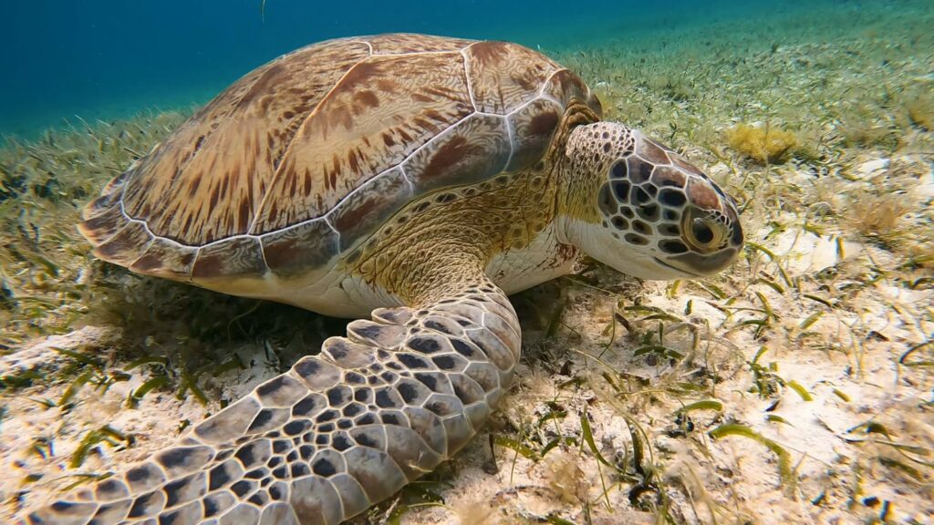 Visiter Isla Cozumel au Mexique : que voir et que faire ?