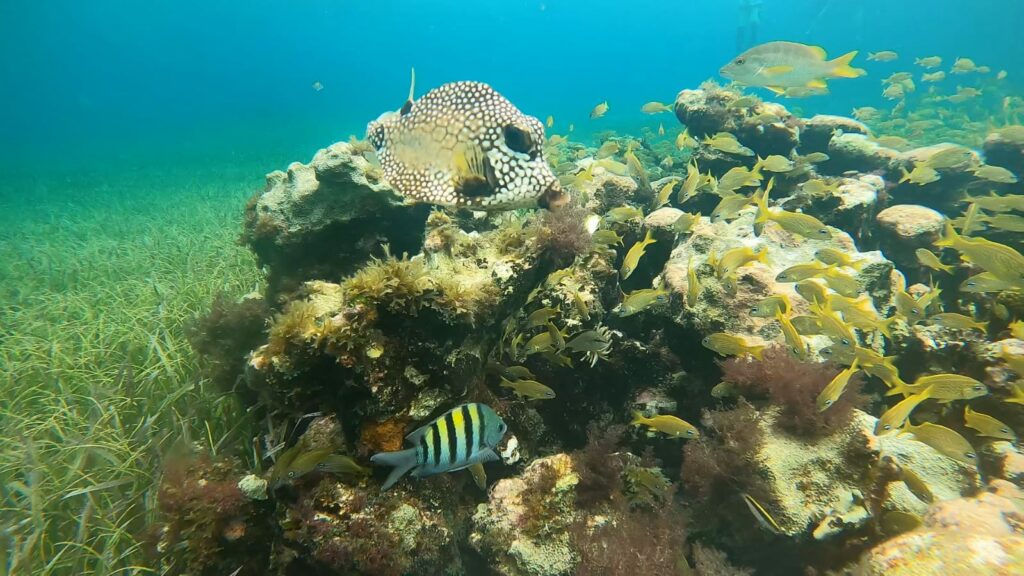 Snorkeling Cozumel El cielo