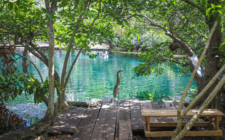 TOP 18 des plus beaux cenotes à Playa del Carmen