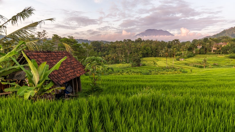 Bali rizière : Les plus belles rizières de Bali 😍