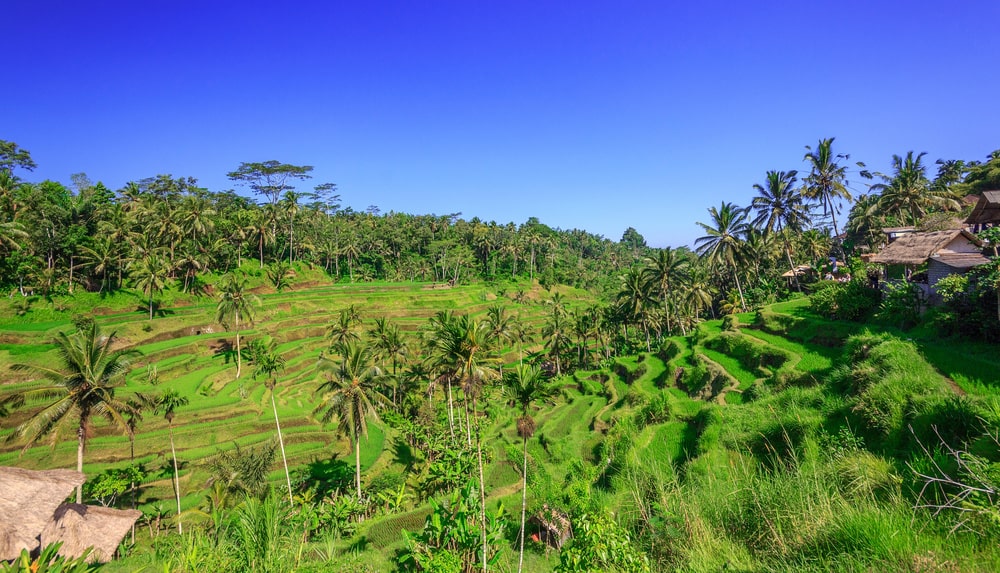 Bali rizière : Les plus belles rizières de Bali 😍