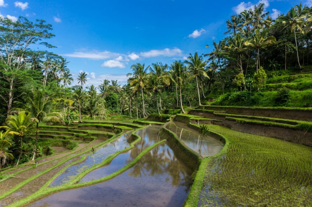 Bali rizière : Les plus belles rizières de Bali 😍