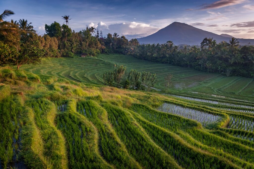 Bali rizière : Les plus belles rizières de Bali 😍