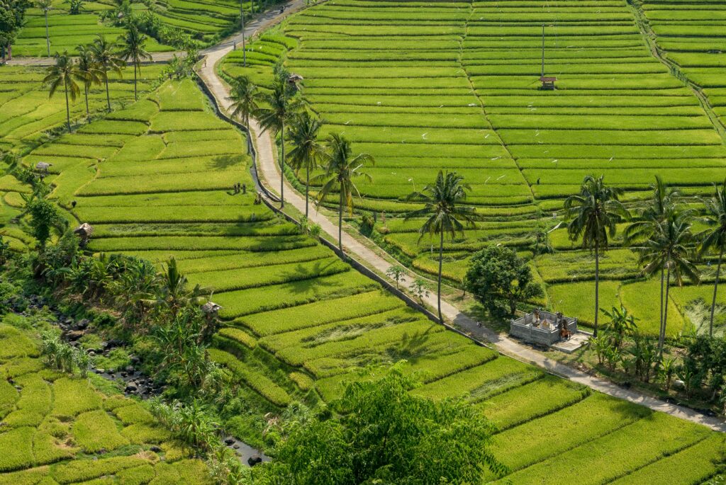 Bali rizière : Les plus belles rizières de Bali 😍