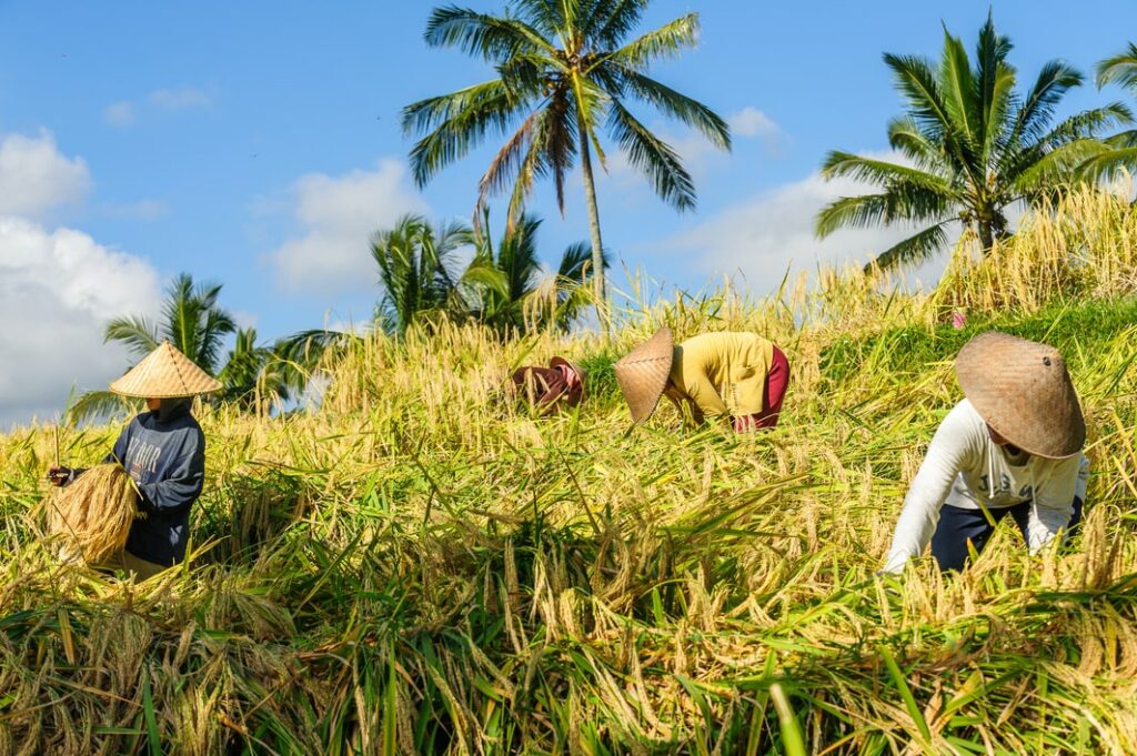 Bali rizière : Les plus belles rizières de Bali 😍