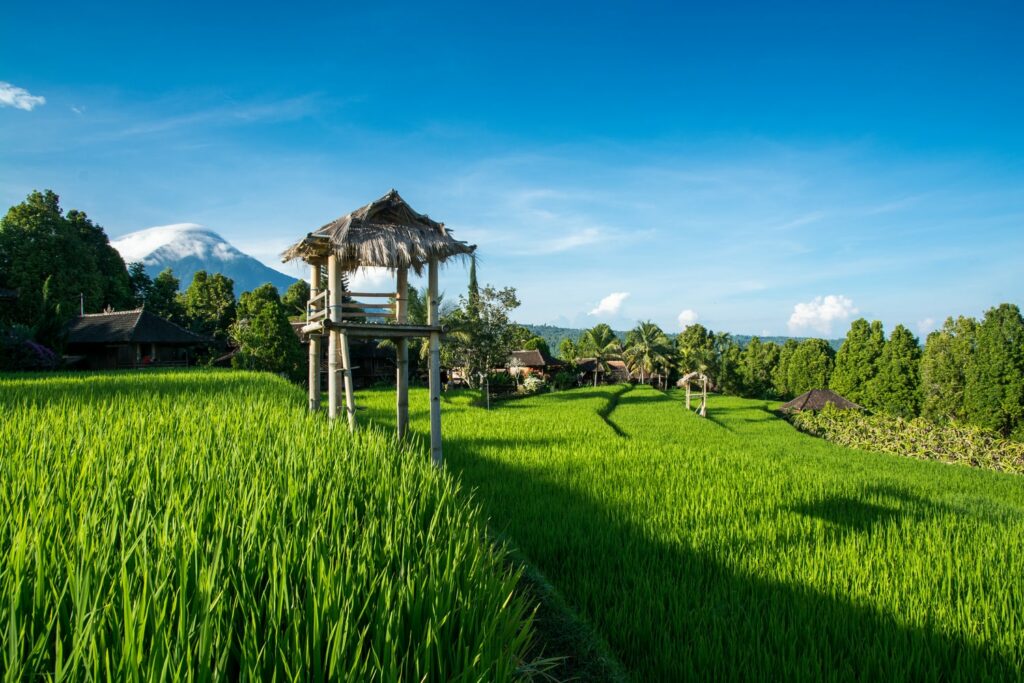 Bali rizière : Les plus belles rizières de Bali 😍