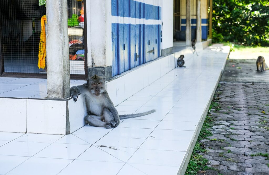 Forêt des singes d’Alas Kedaton 