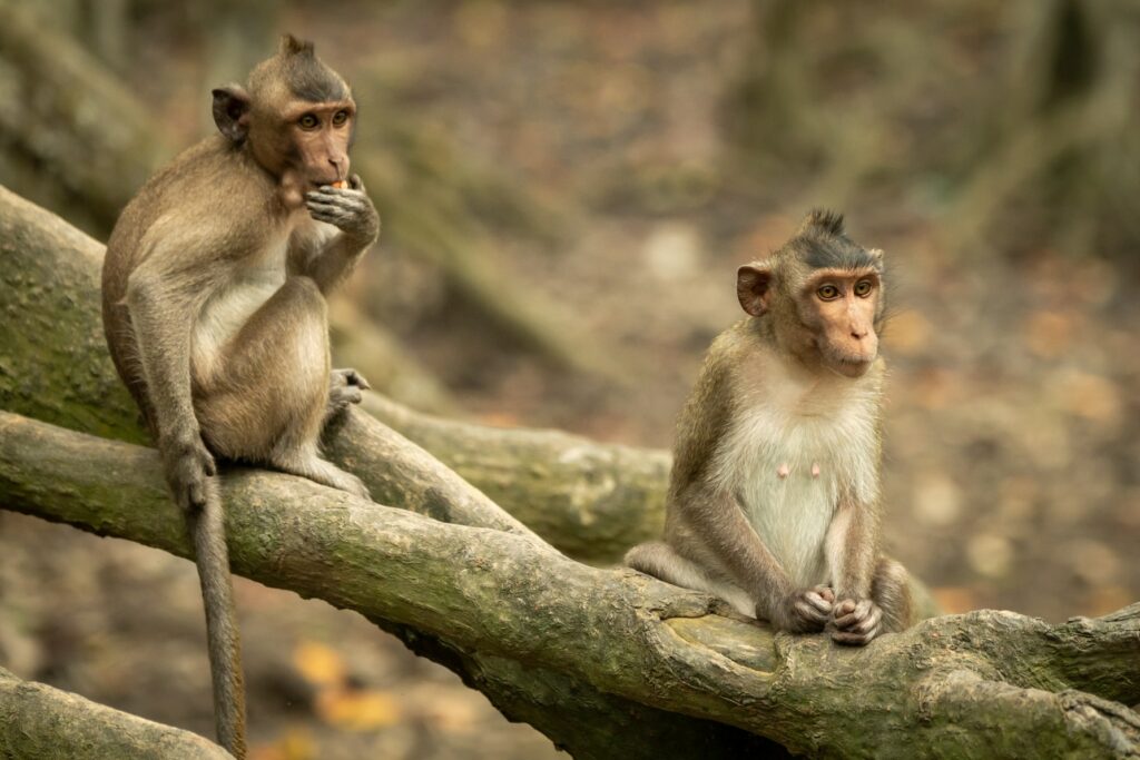 Les macaques crabiers