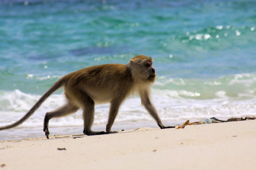 Les Singes à Bali : où trouver des singes à Bali ?  