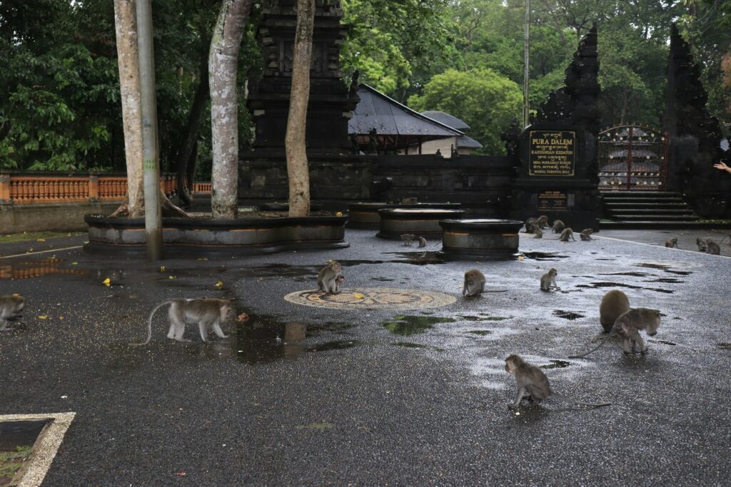 Forêt des singes d’Alas Kedaton 