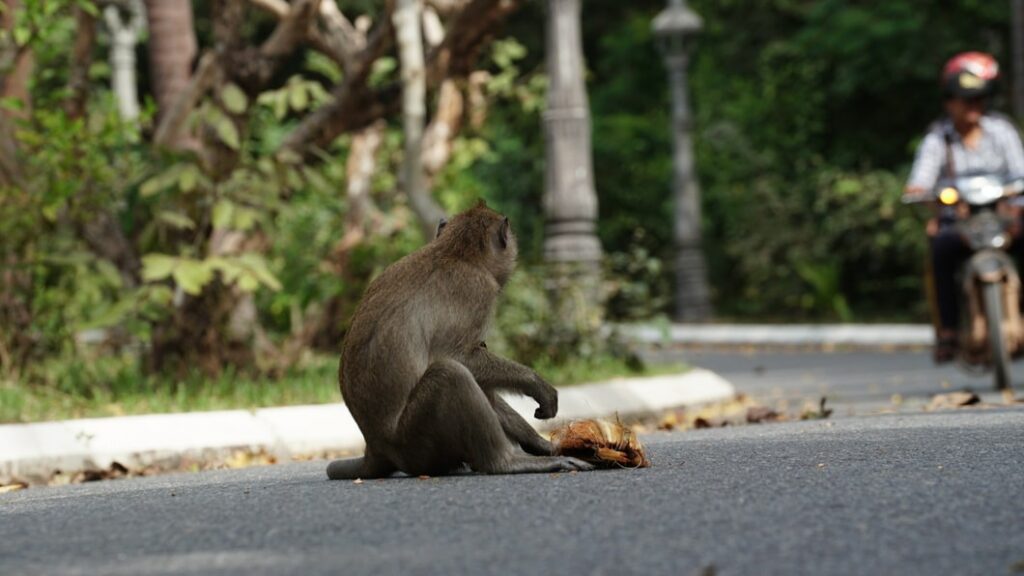 Les macaques crabier dans la rue 