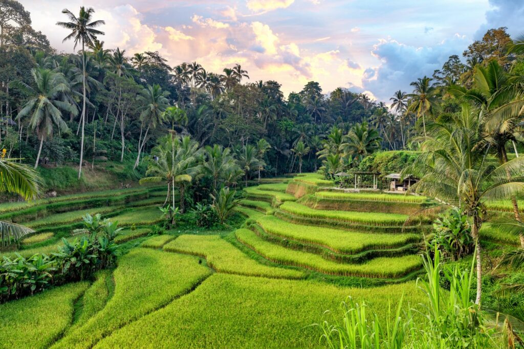 Bali rizière : Les plus belles rizières de Bali 😍