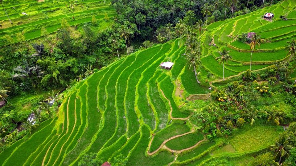 Bali rizière : Les plus belles rizières de Bali 😍