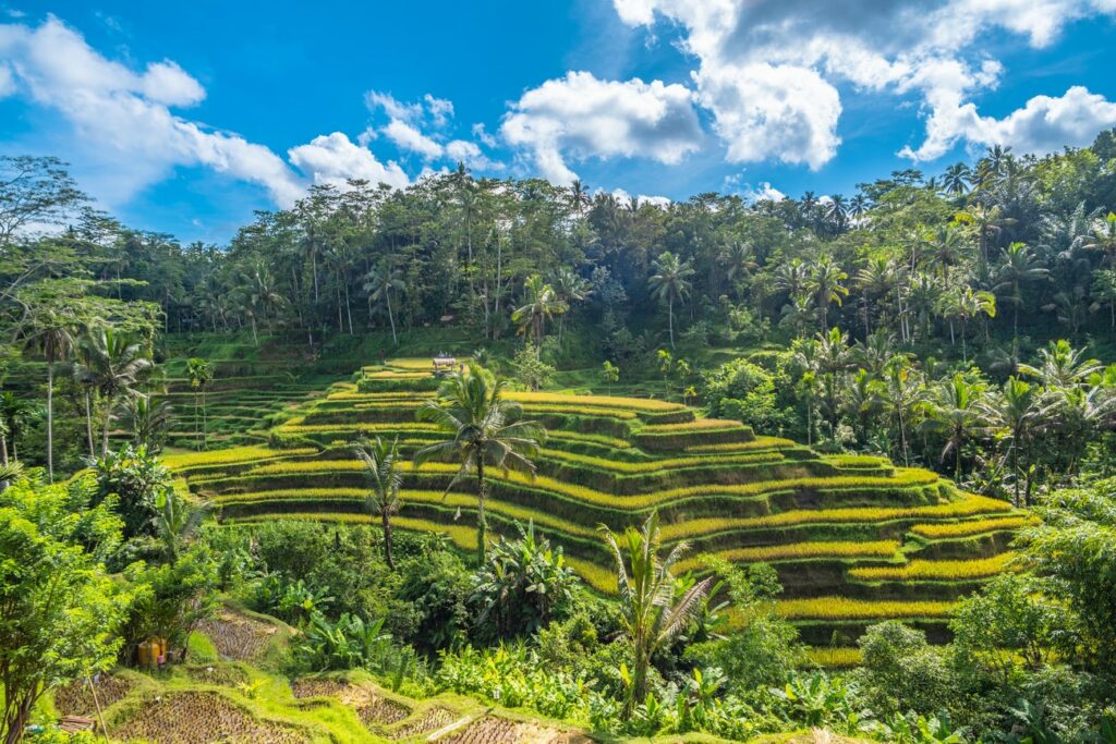 Bali rizière : Les plus belles rizières de Bali 😍