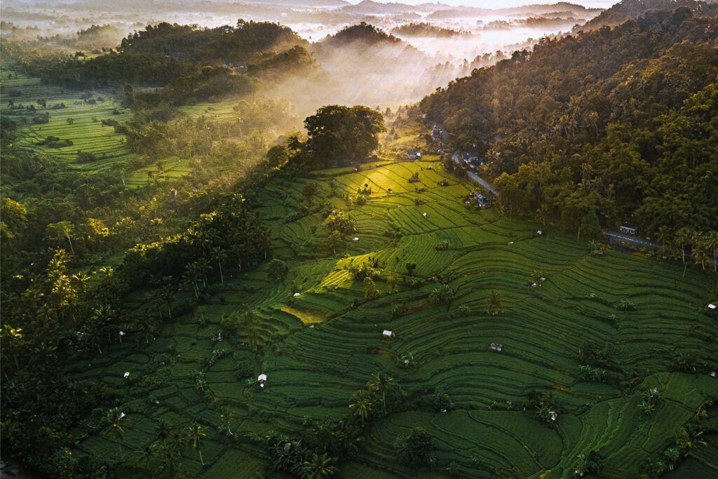 Bali rizière : Les plus belles rizières de Bali 😍