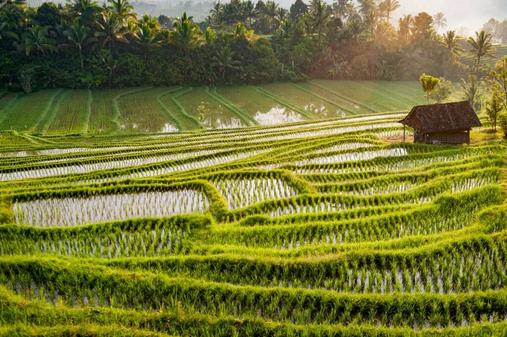 Bali rizière : Les plus belles rizières de Bali 😍