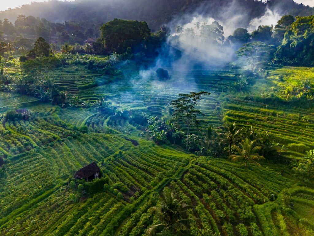 Bali rizière : Les plus belles rizières de Bali 😍