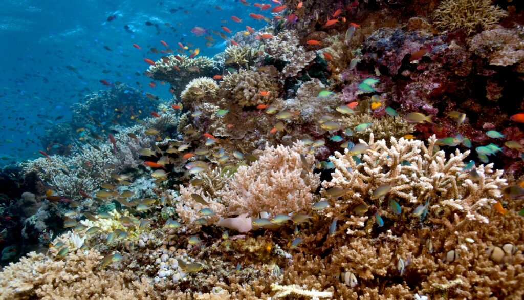 Menjangan Island à côté de Lovina