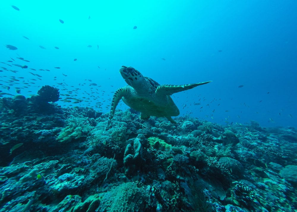 Plongée et snorkeling à Blue Lagoon - Candidasa