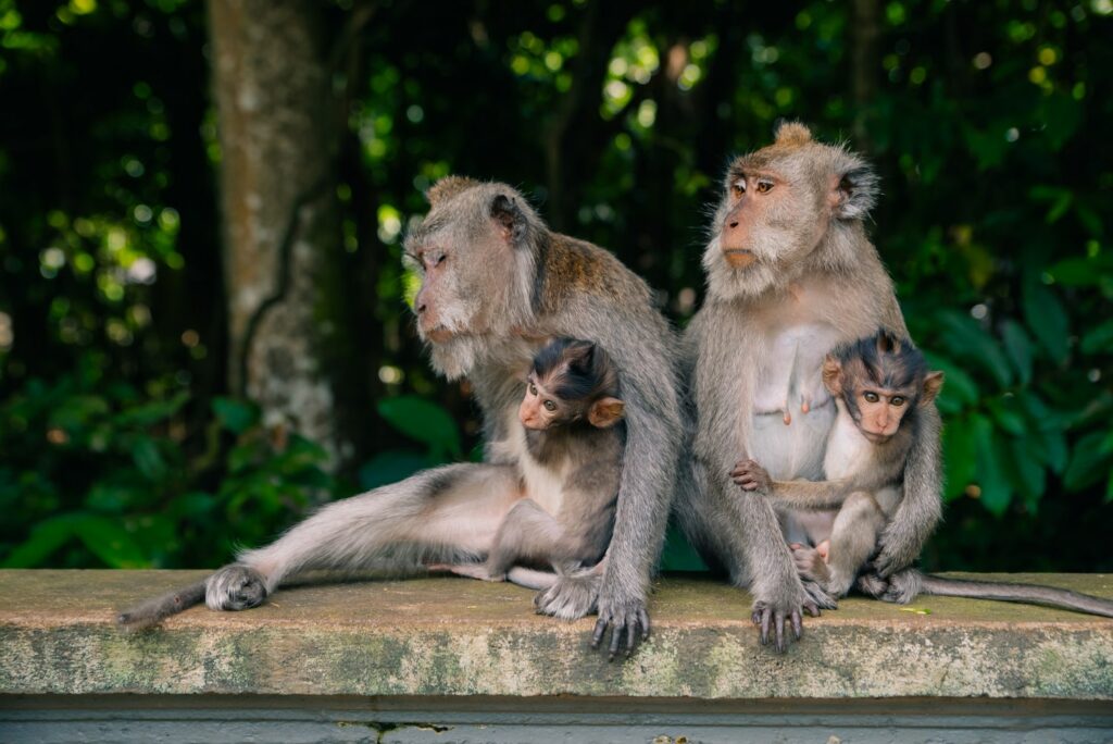 Famille de singes