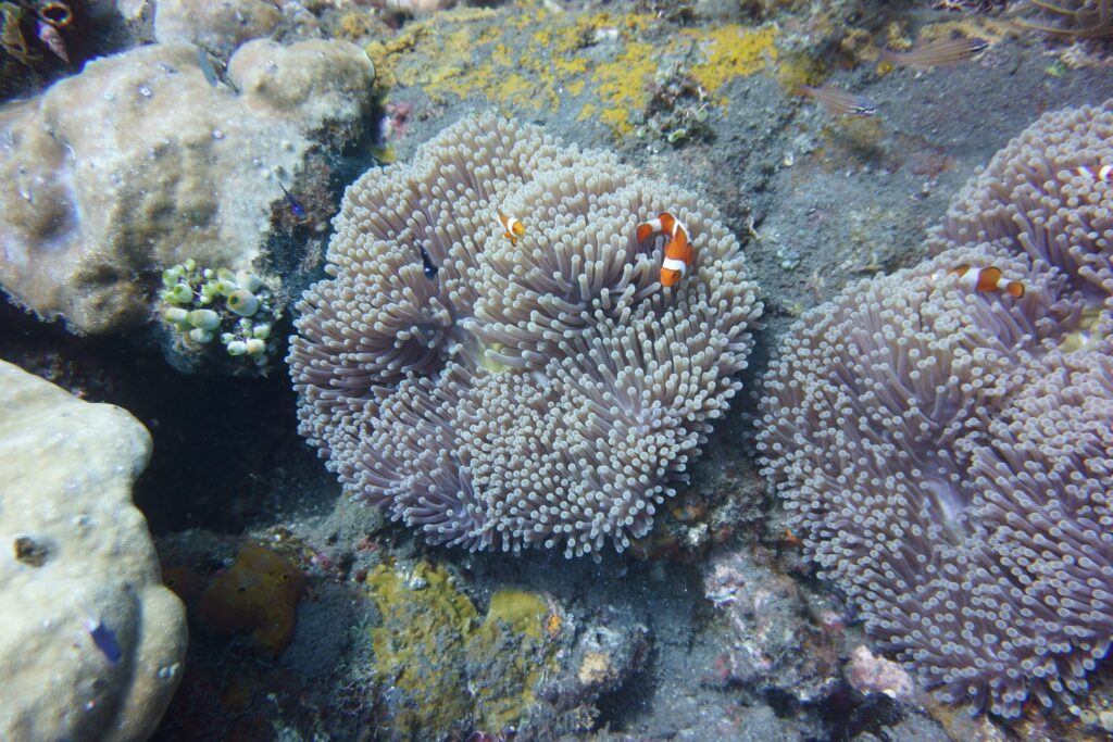 Snorkeling à Tulamben