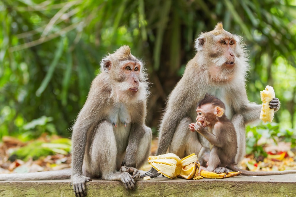 Forêt des singes d'Ubud