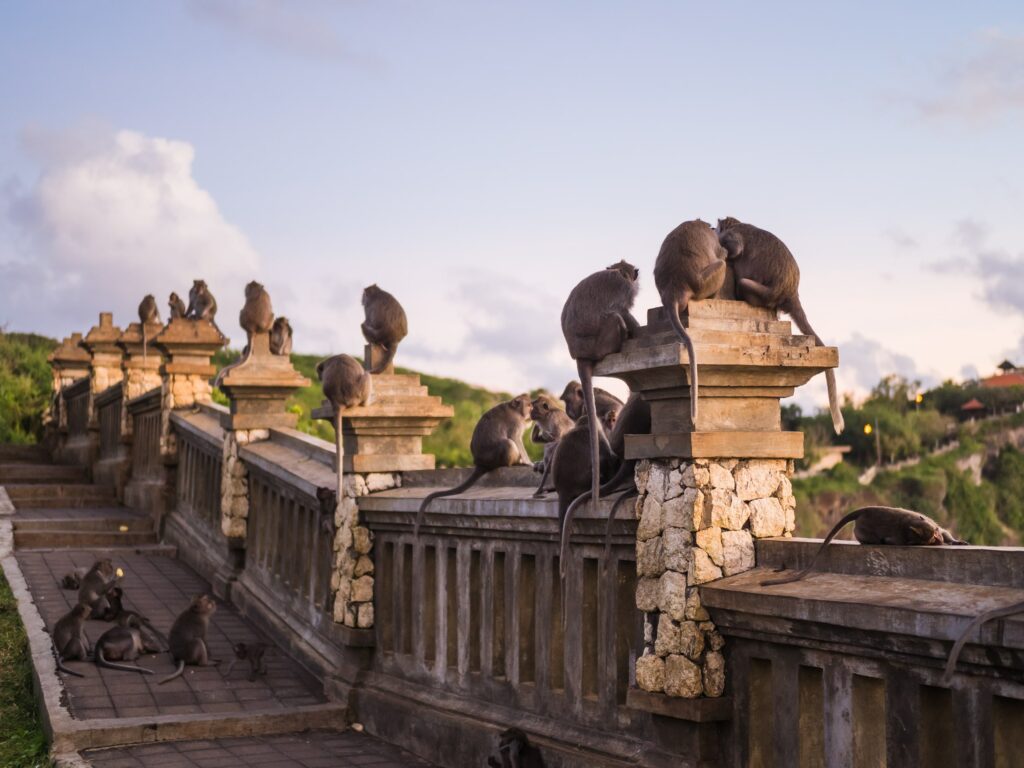 Singes au temple Uluwatu 