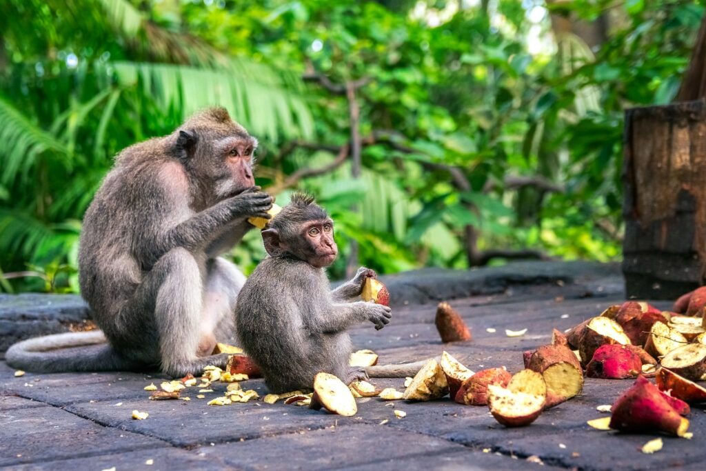 forêt des singes d'ubud