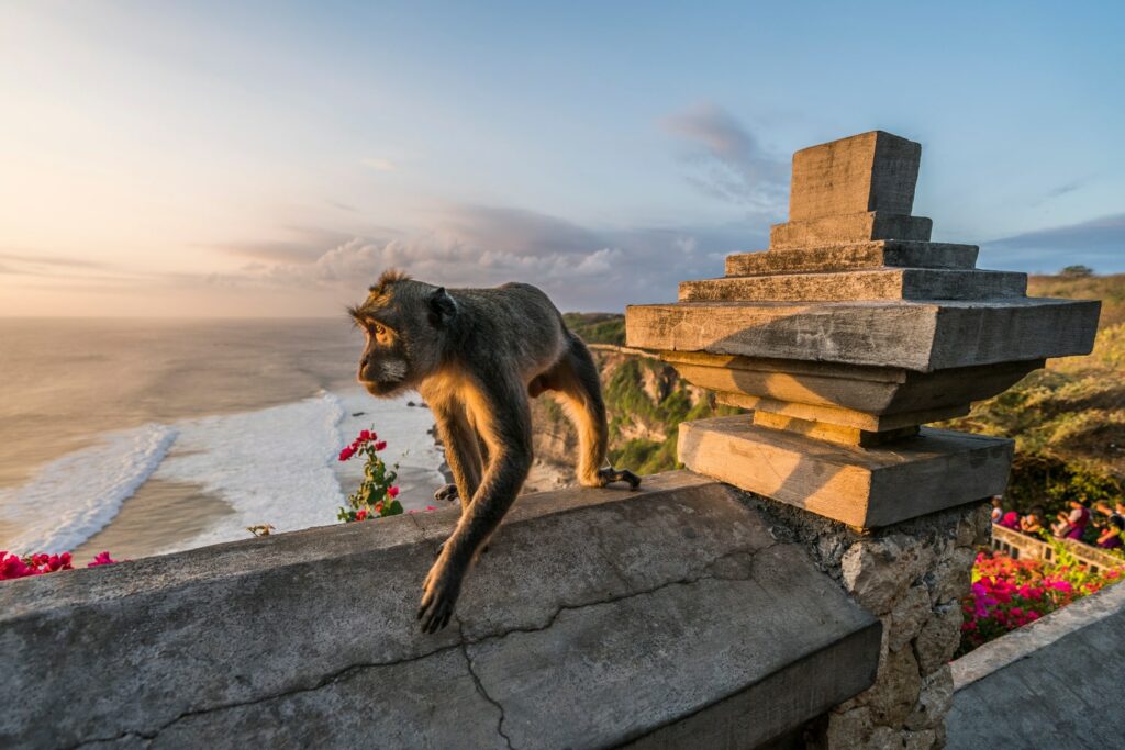 Singe au temple d'Uluwatu