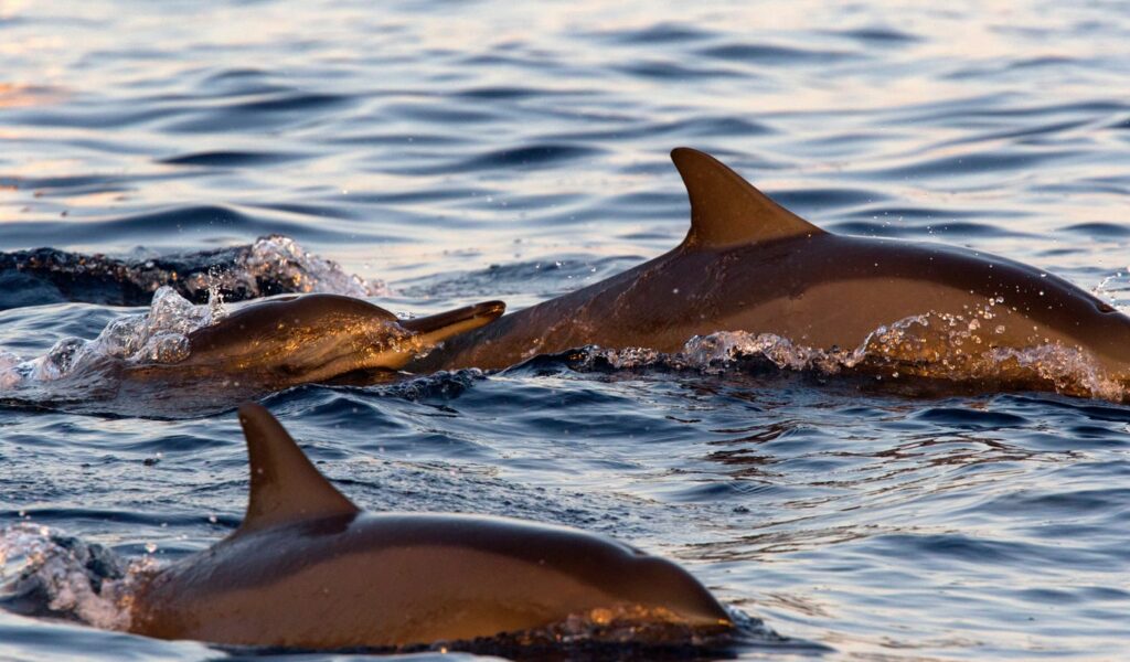 Observer les dauphins à Lovina Beach