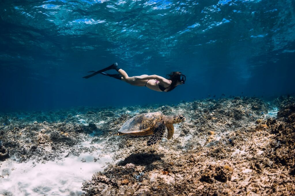 Tortue à Sanur