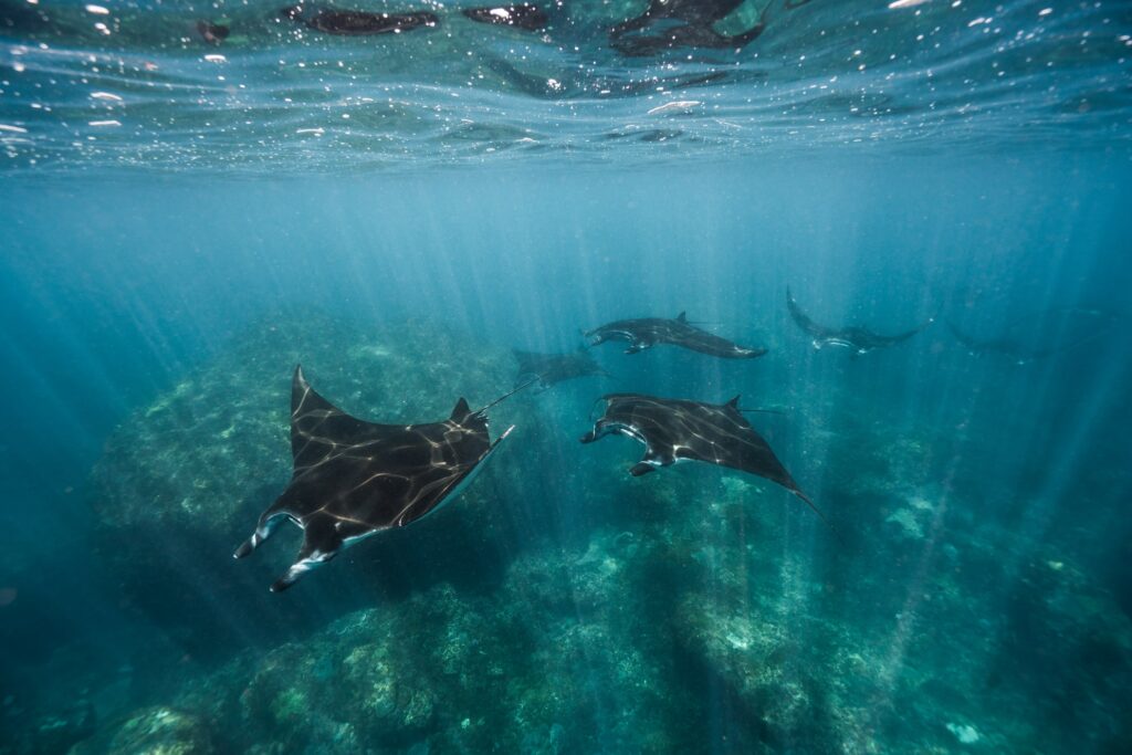 Raies Manta à Nusa Penida