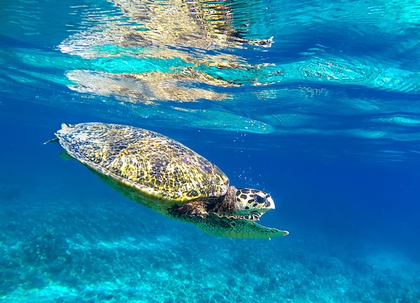 Snorkeling avec les tortues à Gili Meno