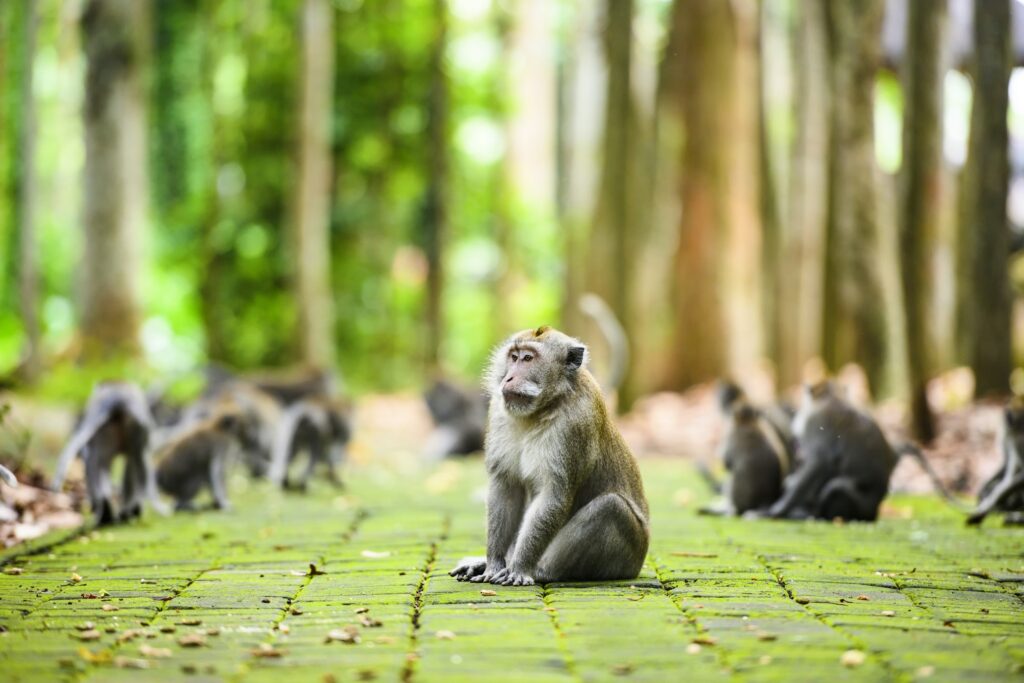 Singes à la forêt des singes