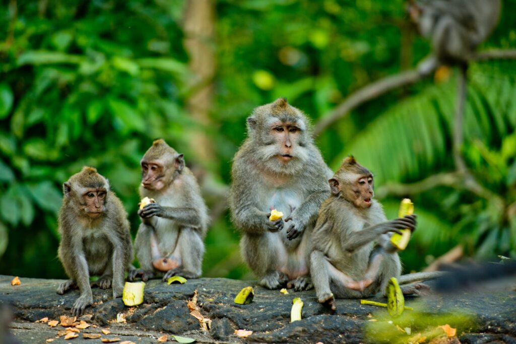 Forêt des singes d'Ubud