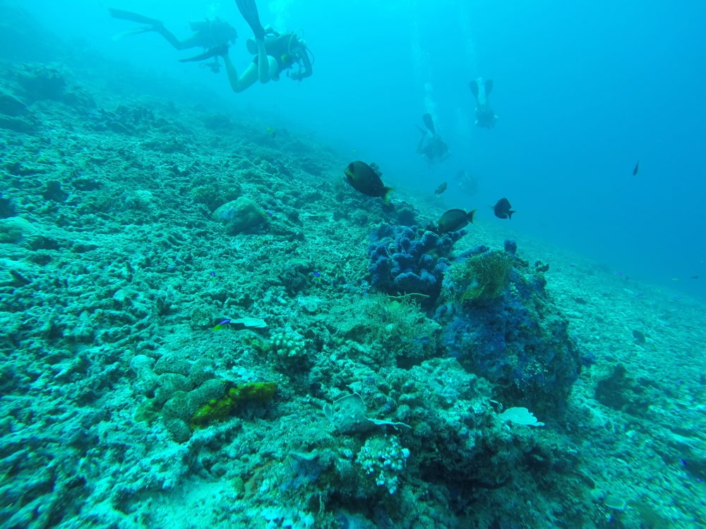 Menjangan Island