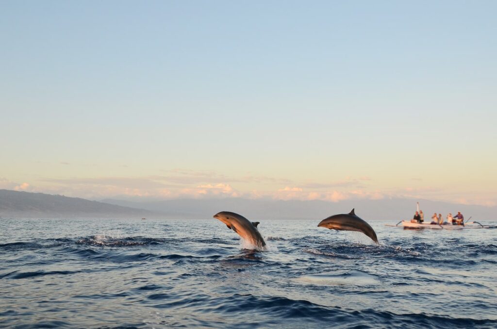 Observer les dauphins à Lovina Beach