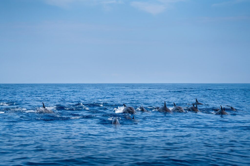 Observer les dauphins à Lovina Beach