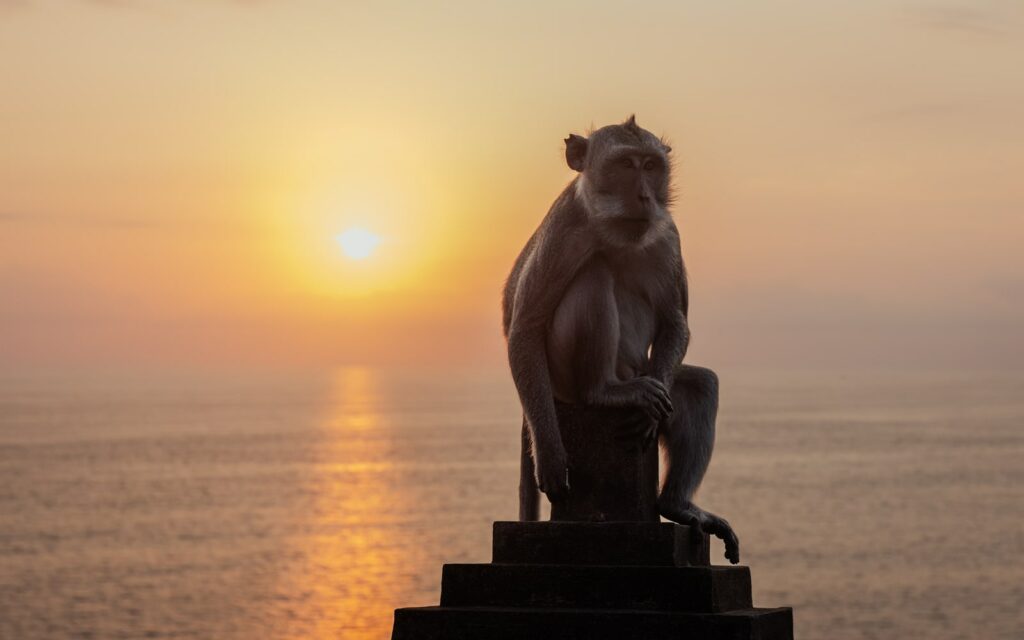 Singe au temple Uluwatu 