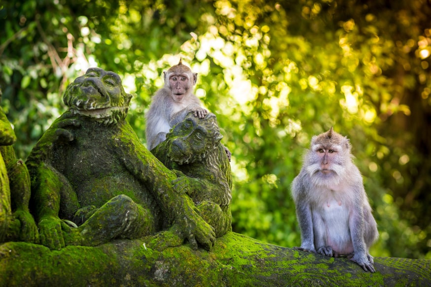 Forêt des singes d'Ubud