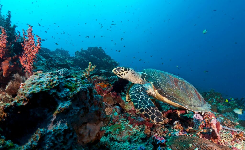 Tortue à Sanur