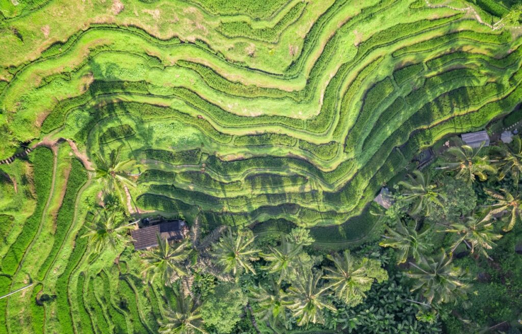 Rizières d'Ubud