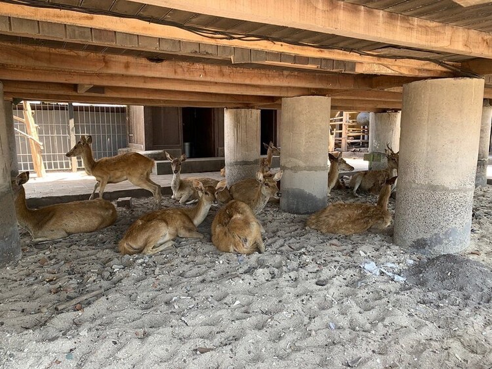 Cerfs en liberté - Menjangan Island