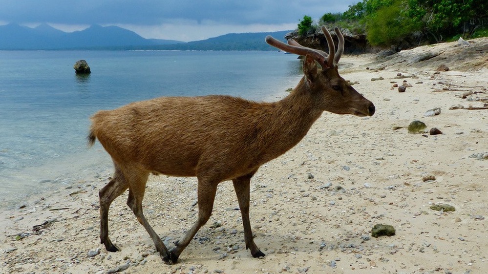 Cerfs en liberté - Menjangan Island