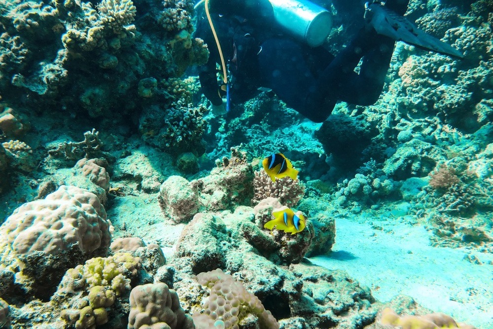 Plongée Eel Garden