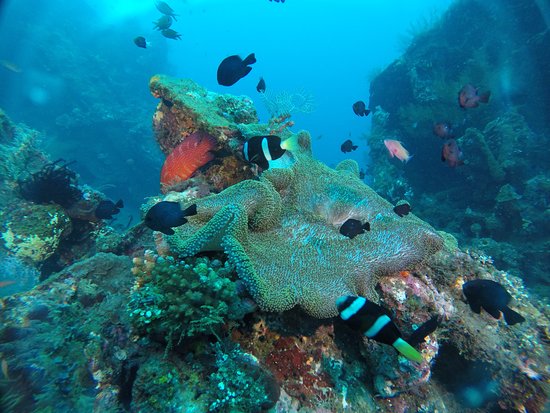 snorkeling