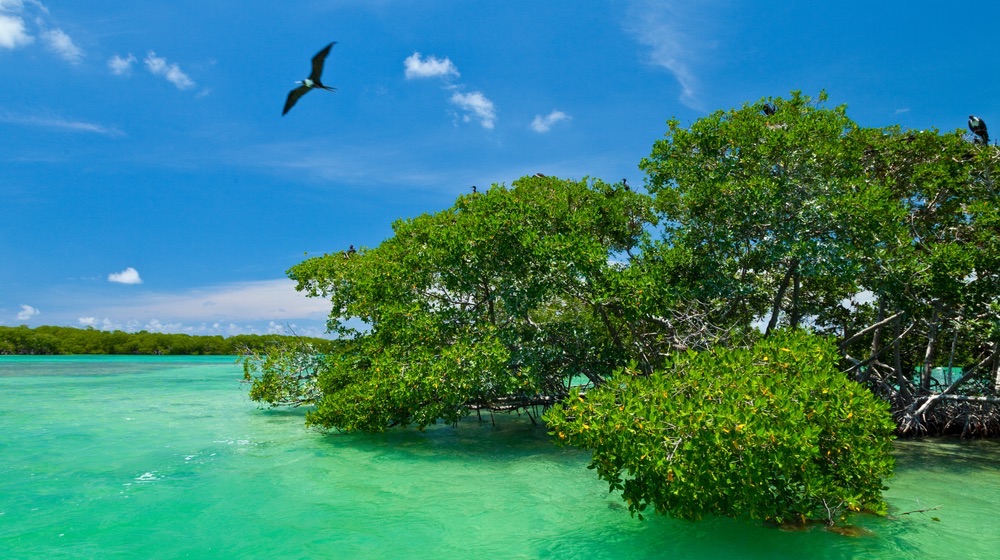 Les ruines de Tulum : informations, prix et conseils 2025